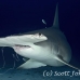 shark_hammerhead_great_bim_h_0197_bim0243_rv.jpg